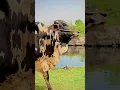 Download Lagu Eid ki Qurbani lay le #kids #music #baby #religion #youtubeshorts #army #abubaker007 #tiktok #ssg