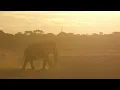 Summer Afro House Mix | September 2025 (Manu Chao, M83, Magic System, Keinemiusik, Boyz Noize)