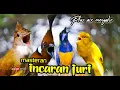 Download Lagu MASTERAN INCARAN JURI ngerol panjang jenggot - cungkok - cililin -kenari plus air mengalir