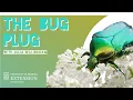 All about GREEN JUNE BUGS on The Bug Plug