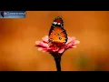 Happiness Frequency - Serotonin, Dopamine and Endorphin Release Music with Binaural Beats