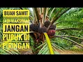 Download Lagu jangan pupuk sawit di piringan!!! Begini seharusnya pemupukan di kebun sawit agar produksi melimpah