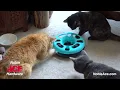 noble ace pets 2025