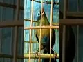 Download Lagu Burung wambi super gacor #shorts #wambigacor #