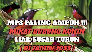 Download Suara Pikat Paling Ampuh Burung Kolibri Ninja Kombinasi Trucukan Ribut MP3