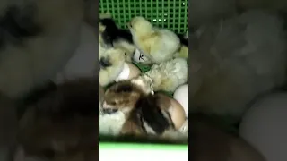      جمالك جمال تبارك الرحمن      دندنها