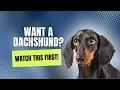 5 Things You Need To Know BEFORE Getting A Dachshund