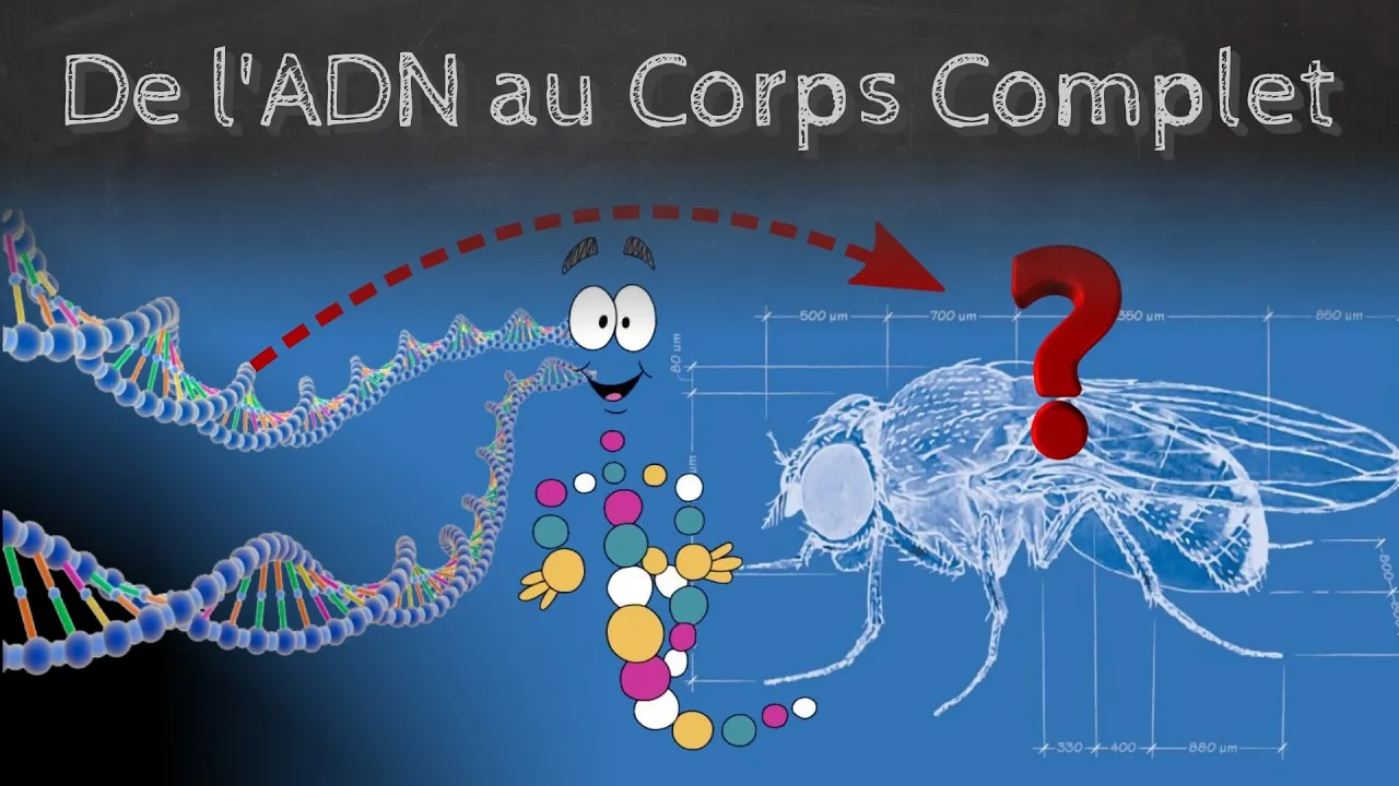 De l'ADN au corps complet: la morphogenèse - Passe-science #33