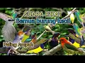 Lagu Suara pikat burung kecil 100% point