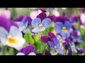 Download Lagu Lali Gordzamashvili - Blue Violets