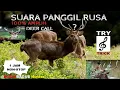 Download Lagu Suara Panggil Rusa, Deer Call Trick Hunt