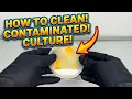 How to Save a Contaminated Mushroom Culture