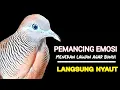 Download Lagu Suara Burung Perkutut Pikat Paling Gacor Terbaik Untuk Pancingan Agar Bunyi