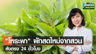 ทำไมโหระพาถึงนิยมนำมาใช้ในอาหารไทย