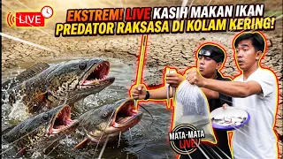 LIVE! KASIH MAKAN IKAN PREDATOR MONSTER DI MUSIM KEMARAU BERSAMA ADE NAGO