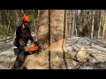 Logging In Maine 2022 Stihl 462 Bark box