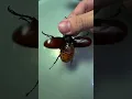 Lagu Xylotrupes Gideon Beetle (Indonesian Rhinoceros Beetle) in Action #nature #beetle #wildlife #bugs