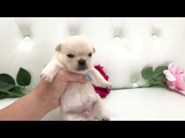 動画