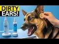 German Shepherd Ear Cleaning at Home Step By Step