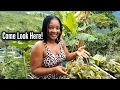 Download Lagu What's New In The Garden//You Need To See!