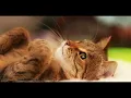 Shy'm - Elle danse encore (male version)