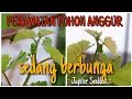 Lagu Perawatan Anggur yang sedang berbunga
