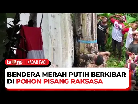 Bendera Merah Putih Dikibarkan di Pohon Pisang Setinggi 25 Meter di Manokwari