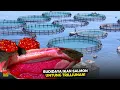 Download Lagu Pantas Mahal,‼️ Rumitnya Proses Budidaya Ikan Salmon Sampai Ke Konsumen