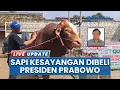 Download Lagu Sapi Kesayangan Gunadi di Tuban Dibeli  Rp120 Juta oleh Presiden Prabowo untuk Kurban Tahun Ini