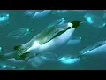 Deep Sea Diving For Food Natural World Penguins of The Antarctic BBC Earth
