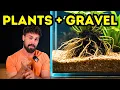 Best Plants for Gravel Aquariums That Thrive