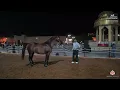 Lagu N 38 EQUADOR ZALIA   Al Rubatiya National Arabian Horse Show 2025   Junior Colts Class 4