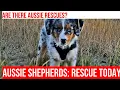Rescuing Australian Shepherds Finding a New Home for Your Best Friend