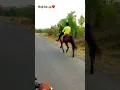 Download Lagu #roji horse#jov#dadvi❤️