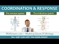 Coordination and Response - GCSE Biology 9-1