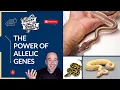 Unlocking the Power of Allelic Genes in Ball Python Breeding