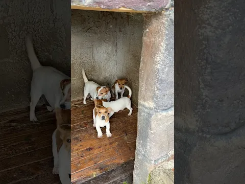 #jackrussell anne eğitimi