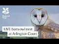 Barn Owl Nest - LIVE from National Trust Arlington Court 2026