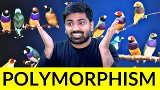 Java Polymorphism The Most Misunderstood Concept in Programming Java Mastery - 12