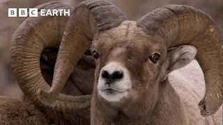 Stunning Wildlife Encounters | BBC Earth
