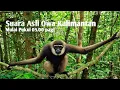 Download Lagu SUARA ASLI MONYET OWA KALIMANTAN || HEWAN ENDEMIK || ANIMAL