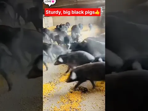 hungry pigs π π· #hungrypig #cutepigs #pigshorts #pigvideos #shorts #shortvideo