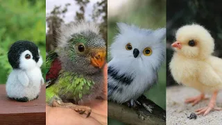 PAJAROS BEBES: Los Más Lindos y Tiernos 😍 buho, Aguilas, Quetzal todos Bebes!
