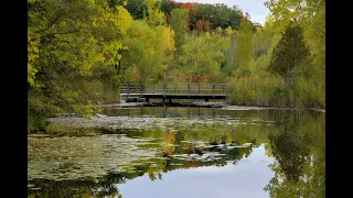 Гурт Експрес Плакуча Гітара Спить ставок українськіпісні українськамузика народніпісні гітарв 