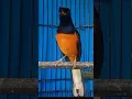 Download Lagu Pancingan untuk burung murai AGAR GACOR