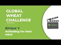 Global Wheat Episode 4 Kaggle Competition