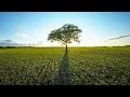 Download Lagu Himalayan Flute Music | Morning Flute Music | Meditation Music | (बाँसुरी)  Aparmita Ep. 9