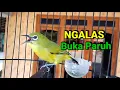 Download Lagu Pancingan Pleci Bahan Cepat Ngalas Buka Paruh
