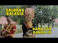 Download Lagu SALUANG KALASIK  PENDENDANG VIRAL - BANDA 10