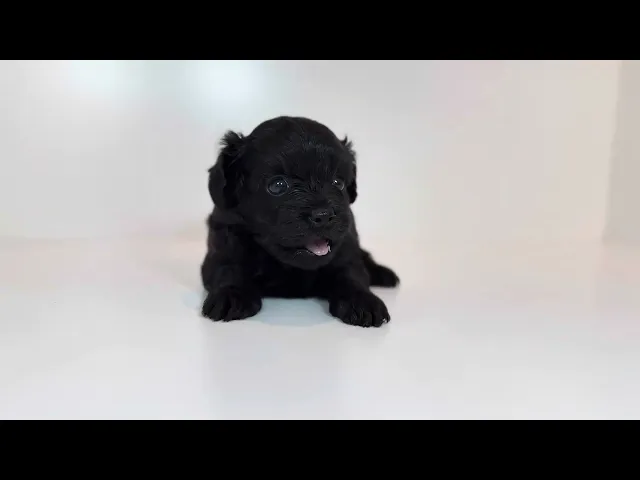 動画